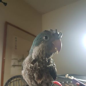 Meet your Posher, Faith